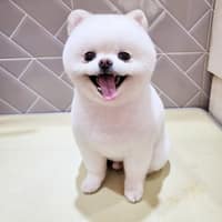 몽몽샵 로고