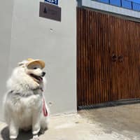 시밀레스테이 로고