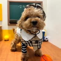 데일리댕댕 로고