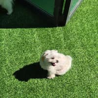 푸젤강아지유치원 로고