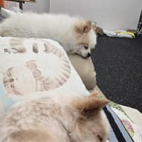 꼬마네 펫 데이케어센터 로고